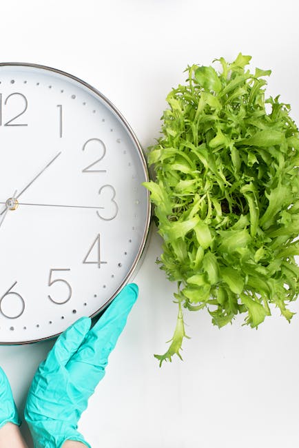Close-up of a white wall clock with black numerals and silver frame, being adjusted by a hand wearing a bright blue cleaning glove. To the right of the clock is a fresh, green curly lettuce head with vibrant, ruffled leaves. The background is plain white, emphasizing the contrast between the clean clock and the fresh produce, illustrating themes of surface cleaning, freshness, and sanitation associated with domestic cleaning services by Cleaners Harringay, especially in the context of avoiding delays in same-day cleaning routines in Harringay.